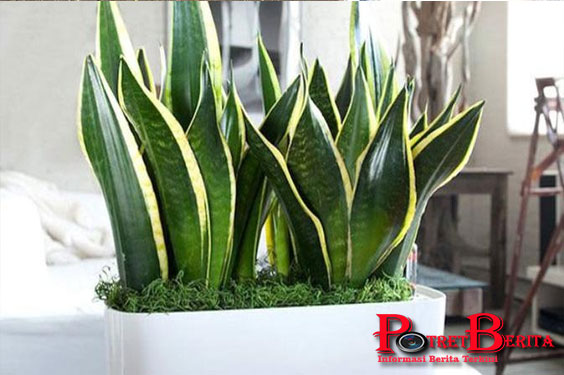 Percaya Atau Tidak, 6 Tanaman Ini Bisa Menurunkan Biaya Listrik Kamu!