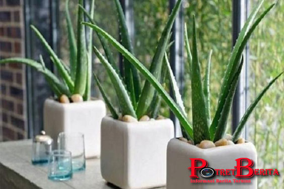 Percaya Atau Tidak, 6 Tanaman Ini Bisa Menurunkan Biaya Listrik Kamu!