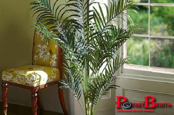 Percaya Atau Tidak, 6 Tanaman Ini Bisa Menurunkan Biaya Listrik Kamu!