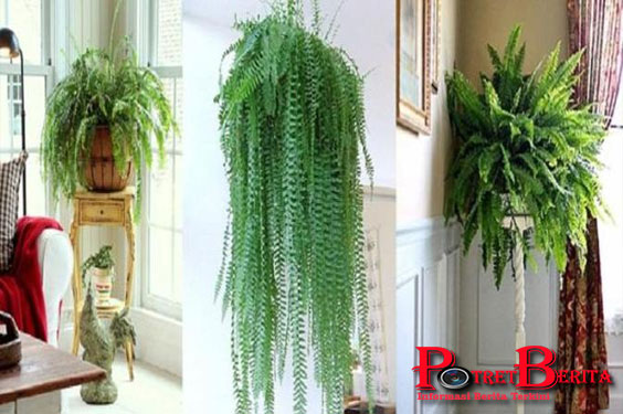 Percaya Atau Tidak, 6 Tanaman Ini Bisa Menurunkan Biaya Listrik Kamu!