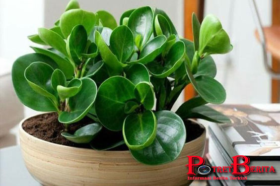 Percaya Atau Tidak, 6 Tanaman Ini Bisa Menurunkan Biaya Listrik Kamu!