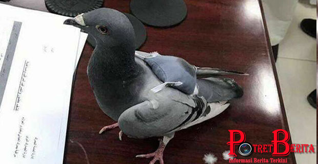 viral-merpati-ini-tertangkap-menyelundupkan-ratusan-pil-ekstasi