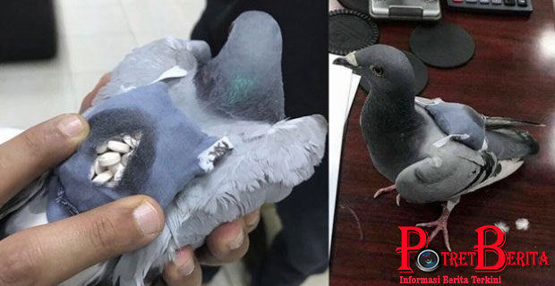 VIRAL! Merpati Ini Tertangkap Selundupkan Ratusan Pil Ekstasi
