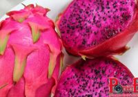 Ini Dia Manfaat Hebat Buah Naga Bagi Kesehatan