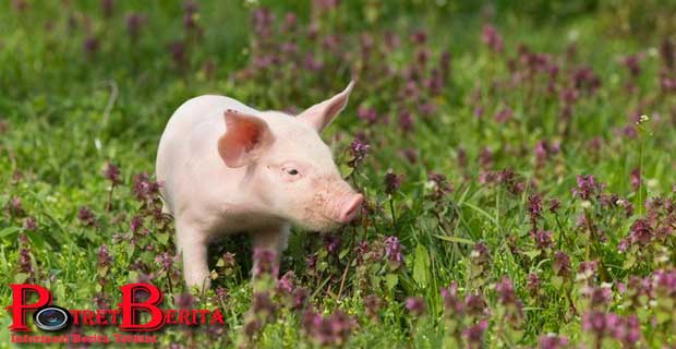 Seorang Peternak Meninggal Setelah Digigit Babi?