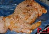 Terinfeksi Virus, Domba Ini Berwujud Separuh Manusia Dan Babi