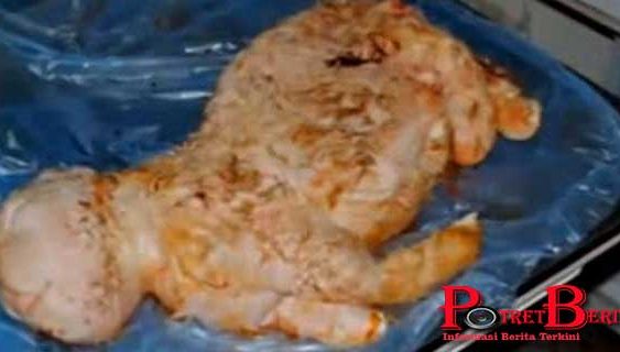 Terinfeksi Virus, Domba Ini Berwujud Separuh Manusia Dan Babi