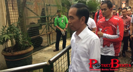 Cerita Jokowi Jinakkan Gorila Saat Liburan Di Ragunan