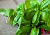 WOW! Di Coba Yuk! Ternyata Daun Kemangi Dapat Buat Ranjang Kamu Lebih Hot Loh!