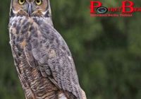 Viral Sembelih Burung Hantu, Seorang Wanita Tewas Didor Dua Pria Misterius