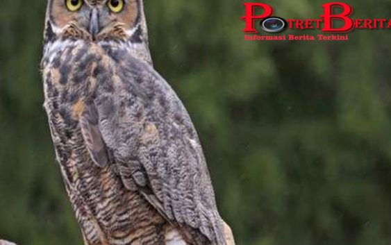 Viral Sembelih Burung Hantu, Seorang Wanita Tewas Didor Dua Pria Misterius