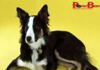 Anjing Jenius: Bisa Belajar Mengenal Nama-nama Objek seperti Anak