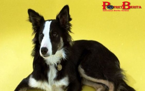 Anjing Jenius: Bisa Belajar Mengenal Nama-nama Objek seperti Anak