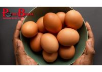 Studi: Makan 3 Butir Telur dalam Seminggu Tingkatkan Risiko Kematian Dini