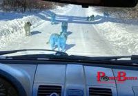 Anjing-anjing Berbulu Biru Muncul di Dekat Pabrik Kimia, Netizen Rusia Geger