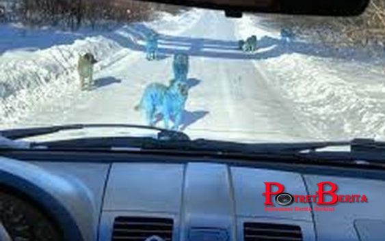 Anjing-anjing Berbulu Biru Muncul di Dekat Pabrik Kimia, Netizen Rusia Geger