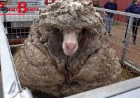 Domba “Gondrong” Berhasil Diselamatkan, Berat Bulunya 35 Kg Setelah Dicukur