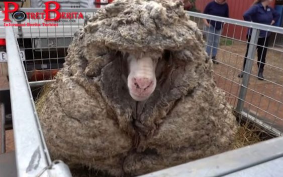 Domba “Gondrong” Berhasil Diselamatkan, Berat Bulunya 35 Kg Setelah Dicukur