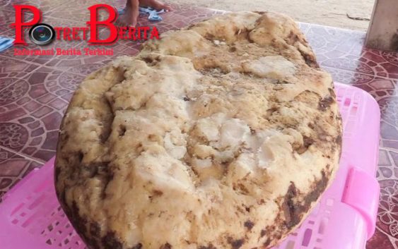 Wanita Ini Temukan Muntahan Paus Saat Jalan di Pantai, Berpotensi Kaya Mendadak