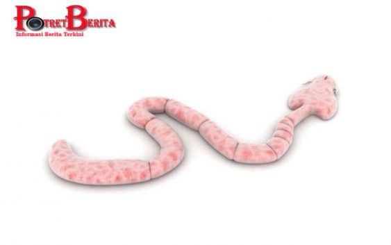 Ngeri, Pria Ini Keluarkan Cacing Pita Sepanjang 18 Meter dari Perut