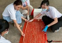 Dari Pantat Pria Ini, Dokter Keluarkan Cacing Pita Sepanjang 17 Meter