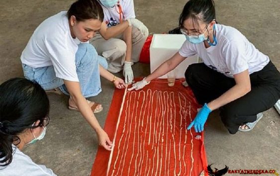 Dari Pantat Pria Ini, Dokter Keluarkan Cacing Pita Sepanjang 17 Meter