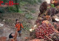 Rakyat Swiss Izinkan Kelapa Sawit Indonesia Boleh Masuk