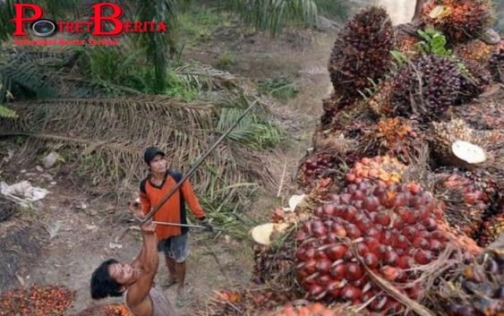 Rakyat Swiss Izinkan Kelapa Sawit Indonesia Boleh Masuk