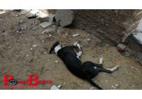 Kebun Binatang Bikin Gagal Fokus, Tempatkan Anjing di Kandang Serigala