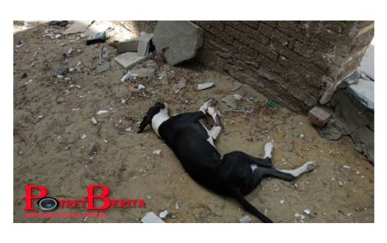 Kebun Binatang Bikin Gagal Fokus, Tempatkan Anjing di Kandang Serigala