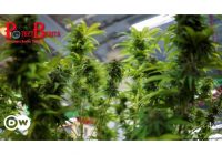 Ganja Burger To Go: Perusahaan di Thailand Mulai Rambah Bisnis Cannabis