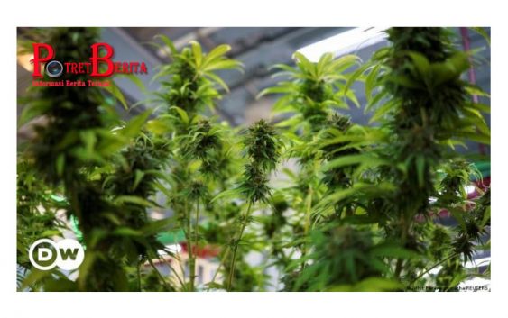 Ganja Burger To Go: Perusahaan di Thailand Mulai Rambah Bisnis Cannabis