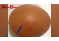 Terdeteksi Bakteri Salmonella, Singapura Tarik Kembali Telur dari Malaysia