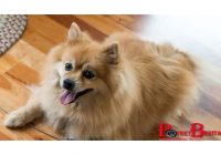 Kakek Penjual Sayur Ditangkap Polisi, Perkosa 30 Anjing