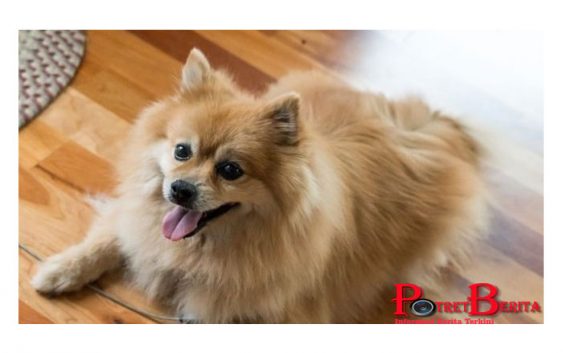 Kakek Penjual Sayur Ditangkap Polisi, Perkosa 30 Anjing