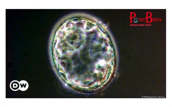 Ilmuwan Berhasil Ciptakan Model Embrio Manusia