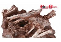 Wow, Fosil Telur dengan Bayi Dinosaurus Ditemukan di China