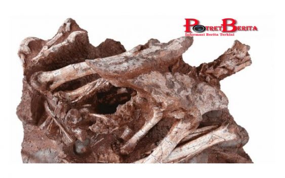 Wow, Fosil Telur dengan Bayi Dinosaurus Ditemukan di China