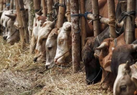 IDUL ADHA SEGERA TIBA, PERLU ADANYA PROTOKOL BARU DALAM PENYEMBELIHAN HEWAN KURBAN