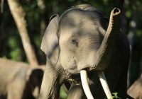 Pengadilan Jatuhkan Vonis 3,5 Tahun bagi Pembunuh Gajah di Aceh