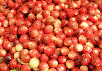 Tradisi Sasi Pala Kembali Digelar Suku di Papua Barat