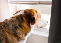 Perdagangan Daging Anjing Resmi di Larang di Medan