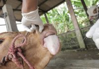 Terpapar PMK, 208 Ekor Ternak di Jatim Mati