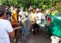 Buaya Dengan Panjang 3 Meter Muncul di Pantai Legian Bali!