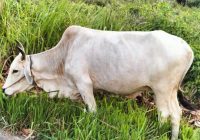 Penyakit LSD Menginfeksi Ribuan Sapi di Lampung Selatan